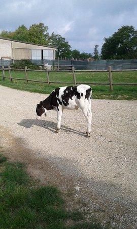 Agriturismo Montebello