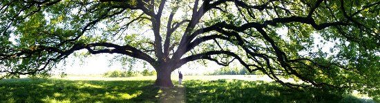 Arbre Chêne Tombeboeuf