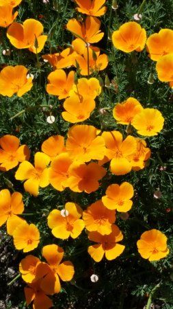 Clovis Botanical Garden