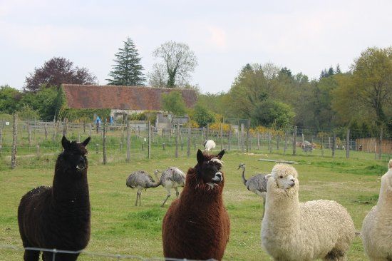 Parc Animalier d'Écouves