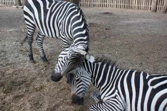 Zoopark Doksy