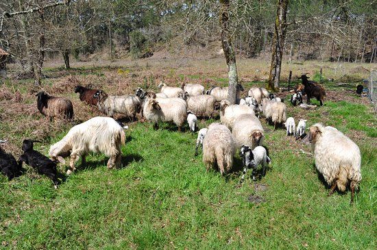 Camdelan la Ferme Fantastique