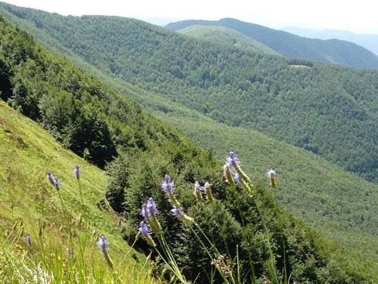 Foresta del Teso