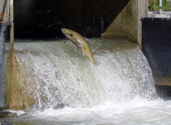 Bowmanville Creek Fish Ladder