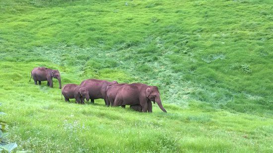 Mattupetti Indo-Swiss Farm