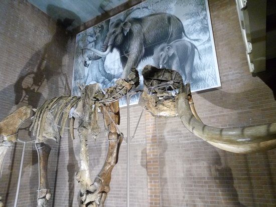 Museo della Venere e dell'elefante