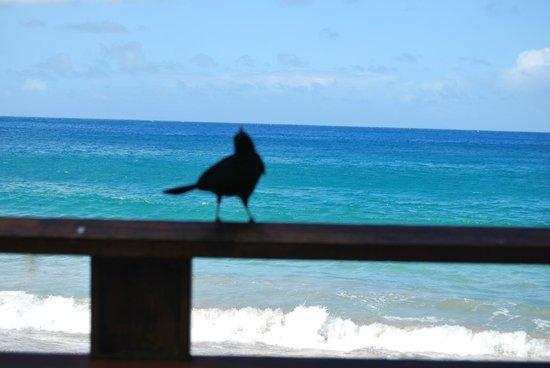 The Naked Fisherman Bar and Grill