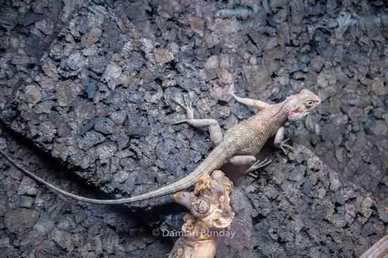 Isle of Wight Reptilarium