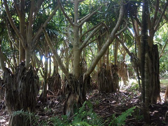 Grand Montagne Nature Reserve