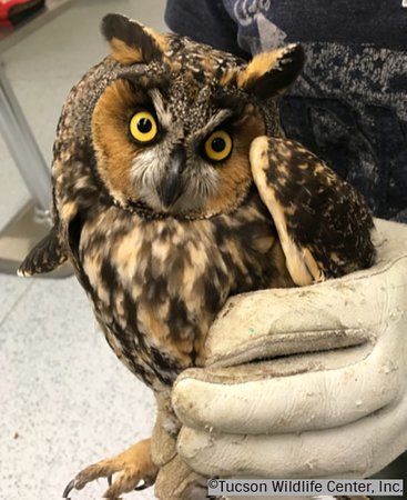 Tucson Wildlife Center Inc