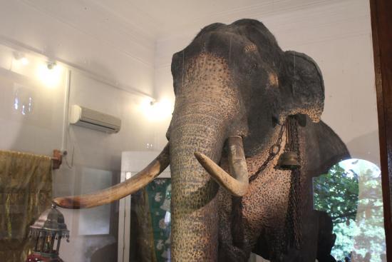 Museum of Rajaa Elephant