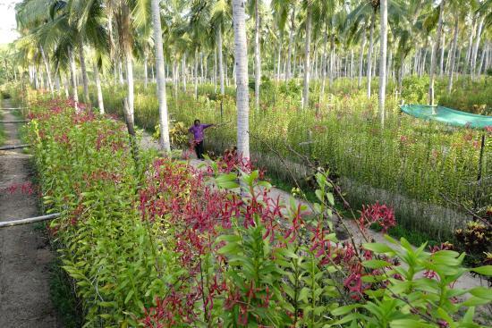 Sea Side Orchid Farm