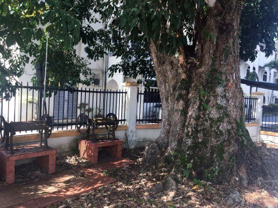 Oldest Rubber Tree