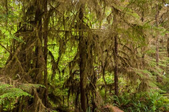 Quinault Rain Forest