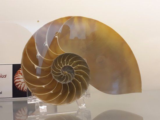 Museo del Mar de Arica