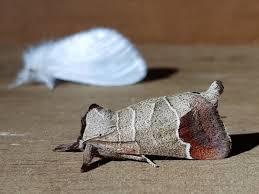 Eridge Rocks Nature Reserve