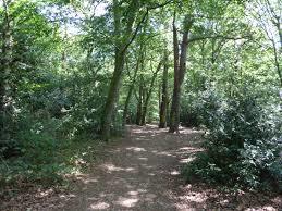 Lion Wood