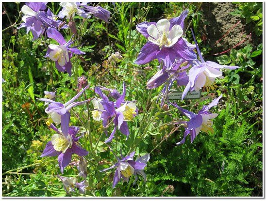 Breckenridge Alpine Garden