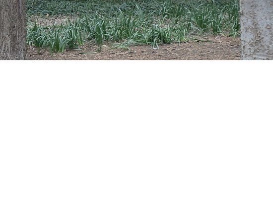 Bosque Park