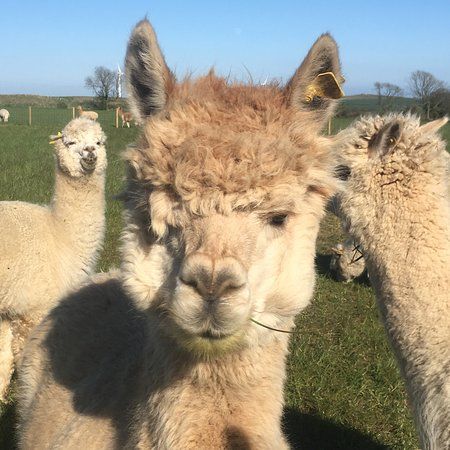 Bowbridge Alpacas Scotland