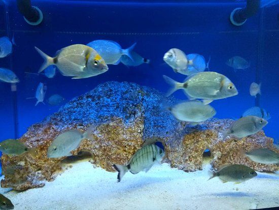 Ionian Aquarium