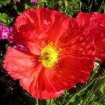 Spacoli's Pizza and Wings