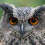 Ribeiro Gomes Coutinho