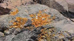 Jumping Bean Coffee Company