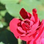 Gurudutt Dining Hall