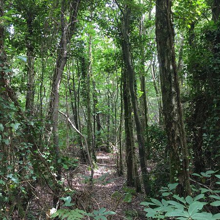 Guestling Wood