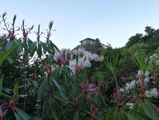 Lady Thorn Rhododendron Dell