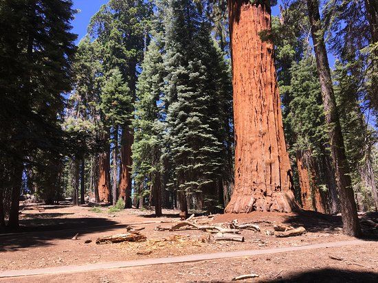 McKinley Tree