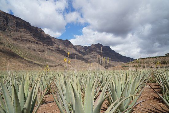 Finca Canarias Aloe Vera