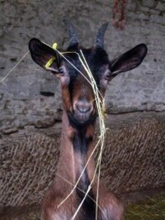 Chevrerie la Trufiere