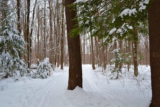 Boisé des Compagnons-de-Cartier