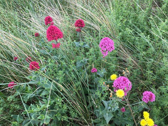 Kinmel Dunes Local Nature Reserve