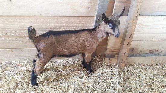 Ferme pédagogique Le Chaudron Magique