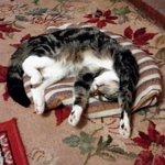 Rangoli Indian Restaurant