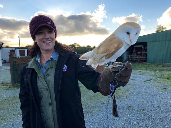 Falconry Kerry