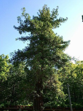 Albero monumentale