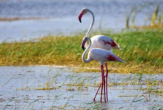 Bundala birds paradise