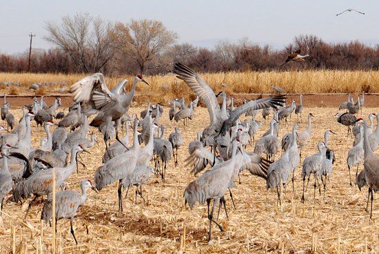 Ladd S. Gordon Waterfowl Complex