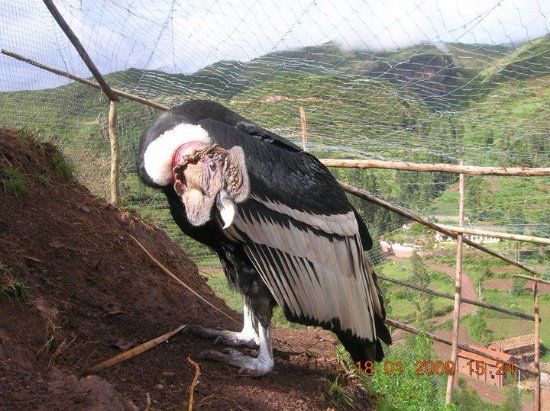 Zoologico Mundo Andino Tipon