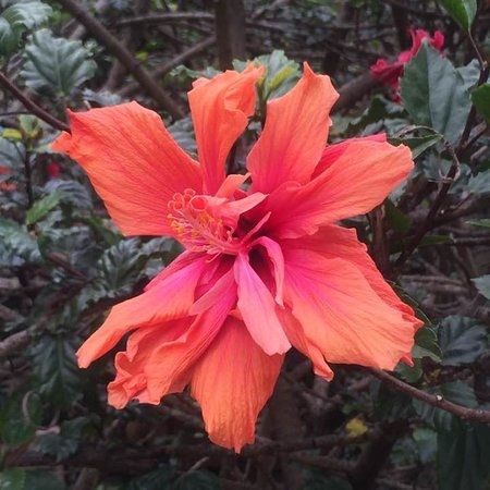 Busto de Evita Peron