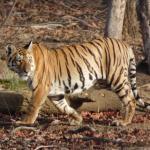 Hana-No-Yume Maguroya Root In Hanyu