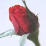 Biberon Residence Caffe