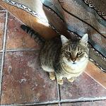 Morsey's Farmhouse Restaurant