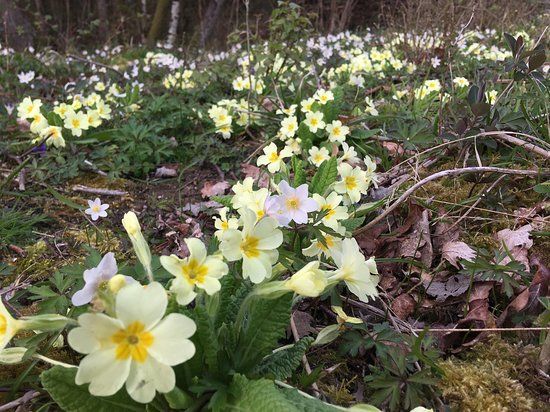 Clanger Wood