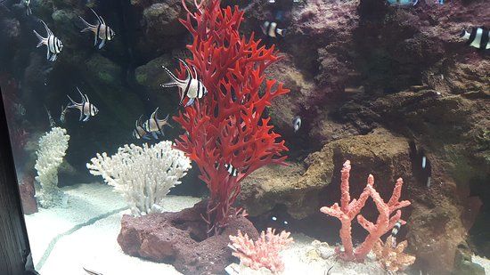 Electric City Aquarium & Reptile Den