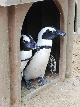 Seabird and Penguin Rehabilitation Centre